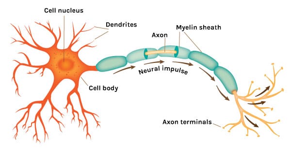 Neuron and axon_Kate Thompson