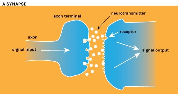Synapse_Illustration.jpg