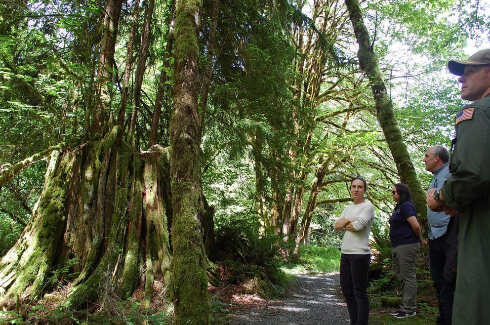 People looking at large trees