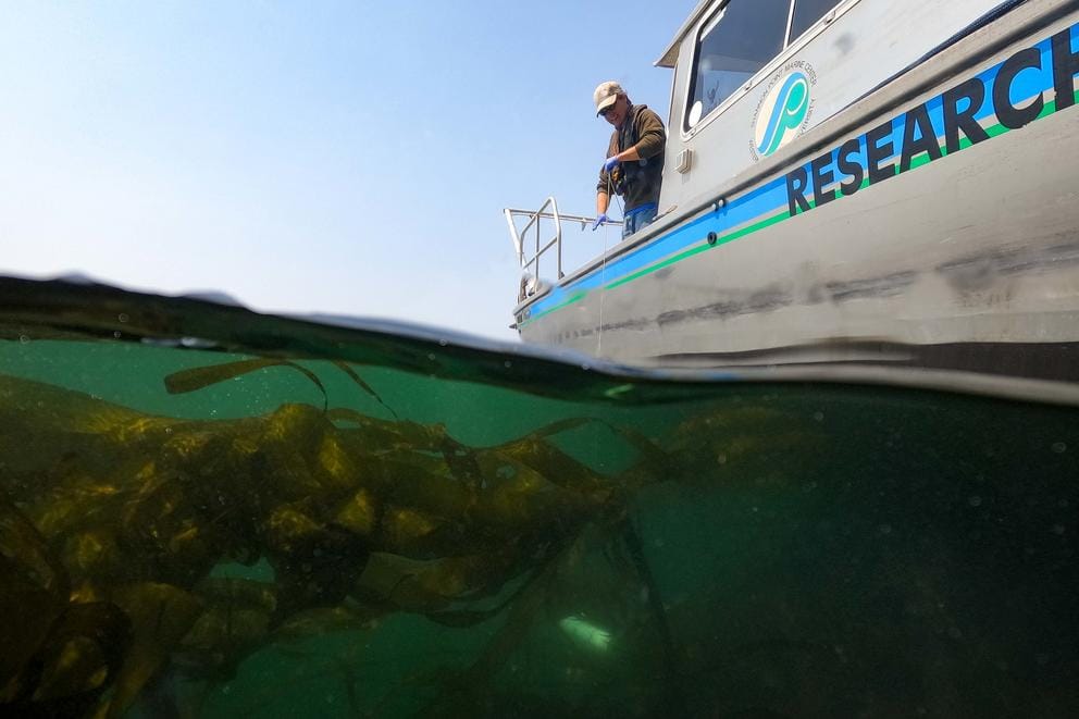 A man stands on the deck of a boat above green water with kelp