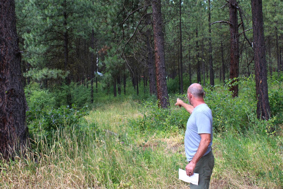A person in a clearing in a wood points.
