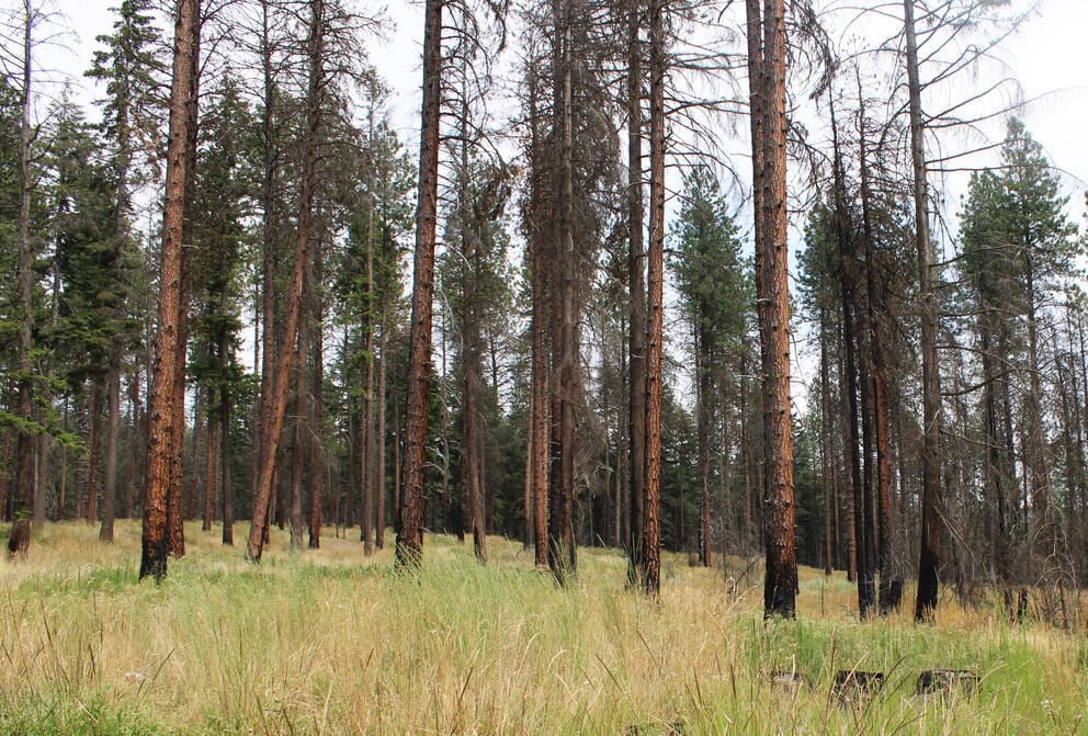 An area with thin trees.