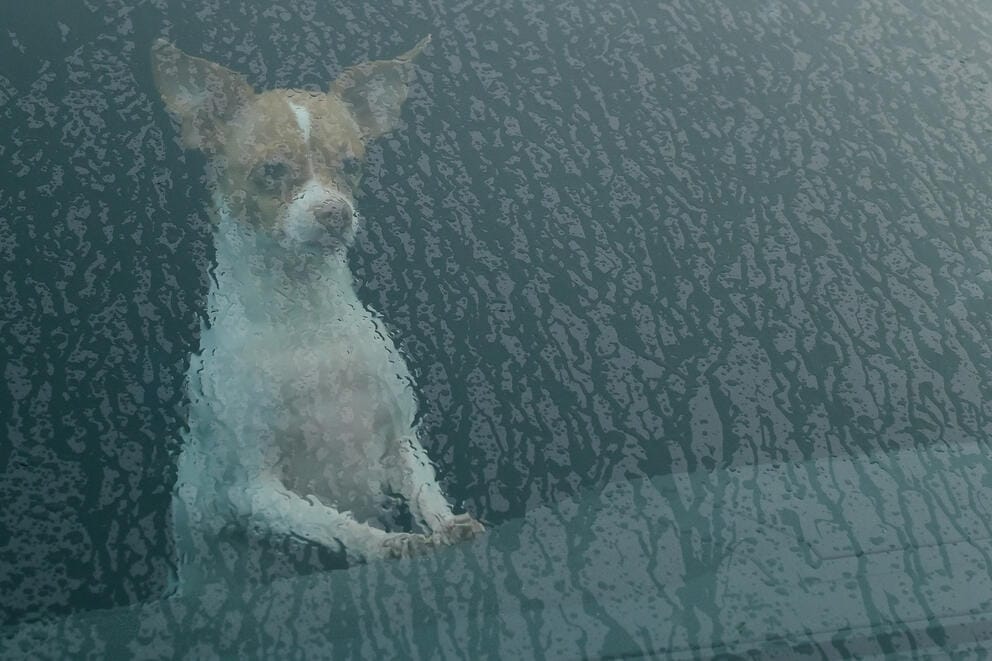 dog looking out a rainy window