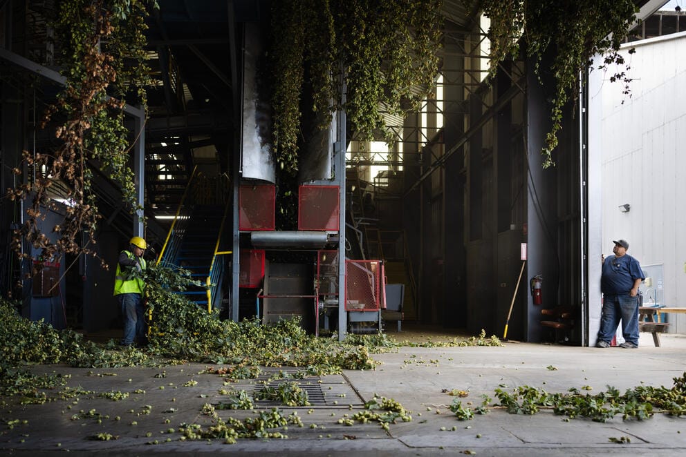 A wide shot of a hops processing facility. There are hops plants hanging from the ceiling and Leon Loza stands in the large doorway on the right