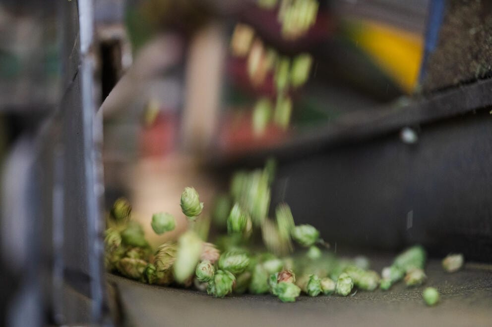 A motion-blurred close up of dried hops falling from processing machinery