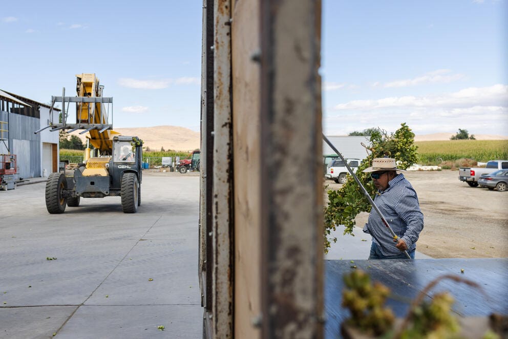A view looking out from a garage. On the left an excavator and on the right a man in a cowboy hat carries an armful of hops plants