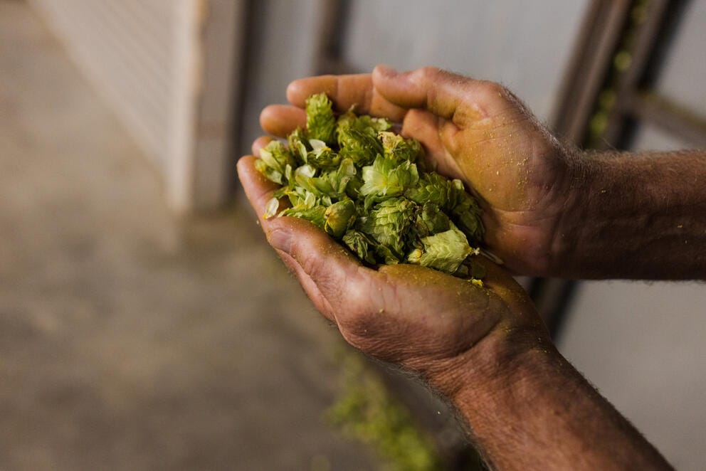 A close up of hands holding a bunch of dried hops