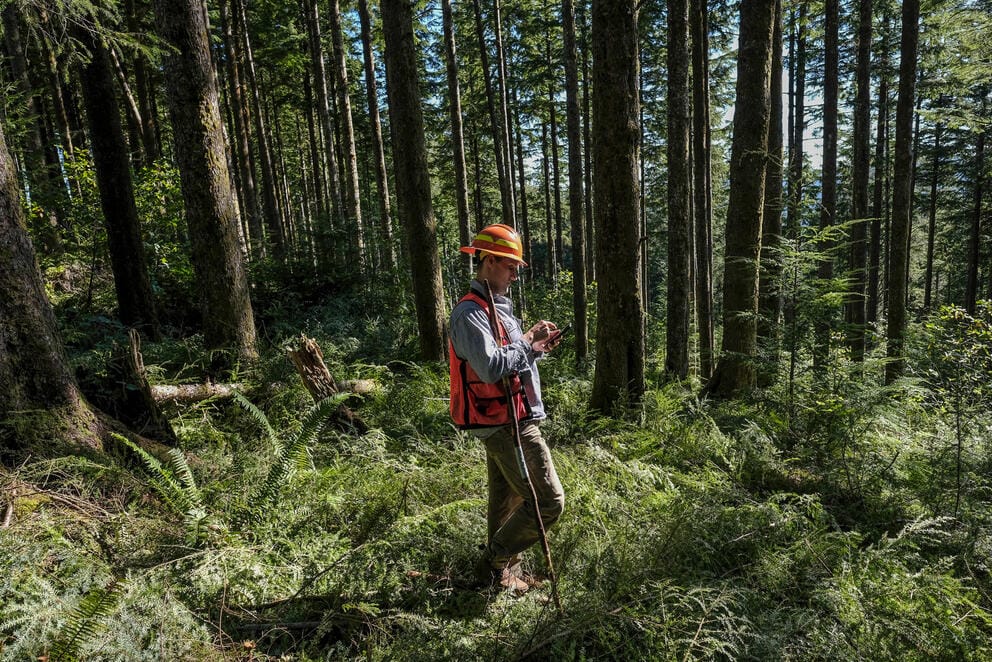 A person looks at a phone while standing among trees.