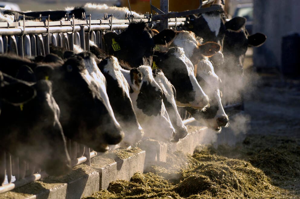 A line of cows feed at a dairy farm