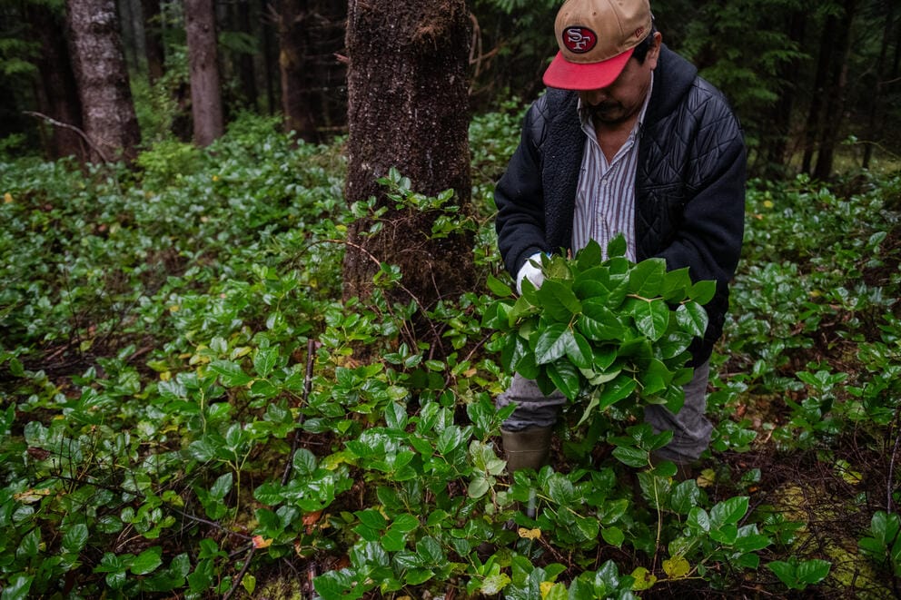 A man holds a bunch of picked salal leaves in a wet forest surrounded by more salal plants