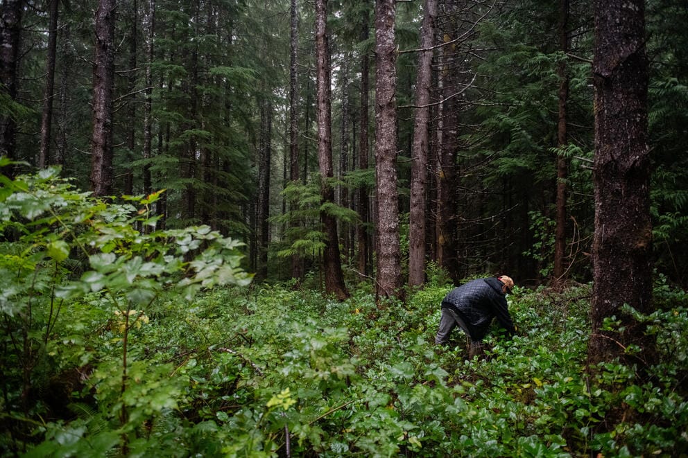 A salal harvester crouches in the forest to pick more of the plant's shiny leaves.