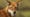 Ethiopian Wolf Vs. Mole Rat