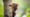 Lion Tamarin Family vs. Harpy Eagle