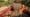 Sustainable Walnut Farm