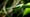 How Vines Lasso Their Way to the Top of the Plant World