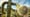 How Saguaro Cacti Store 1000 Gallons of Water