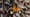 Day of the Dead and Monarch Butterflies