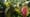 How Venus Flytraps Count