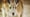 Kangaroo Haven