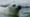 A Seal Pup's Fight for Survival