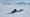 Collecting Mussels Under the Canadian Arctic Sea Ice