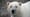Gathering is a Challenge for Solitary Bears
