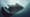 Manta Rays