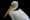 Pelicans are the Pacific Northwest's newest climate refugees