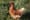 Bird flu is spreading at PNW farms — among animals and workers